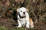 BULLDOG ANGLAIS 046